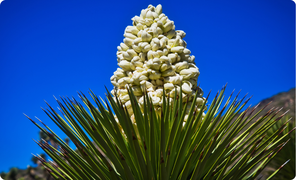 Yucca květ